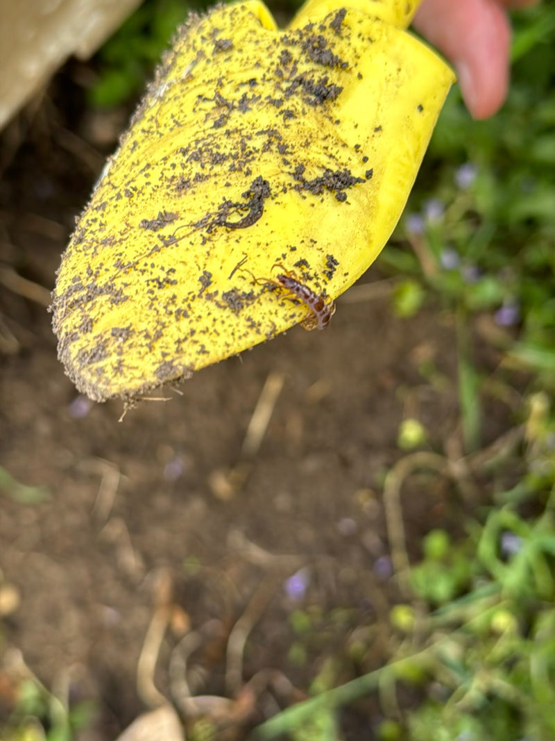 Un lithobie à pelage brun marche sur une pelle de jardin jaune sale. On aperçoit de la terre sombre et un peu de verdure en arrière-plan.