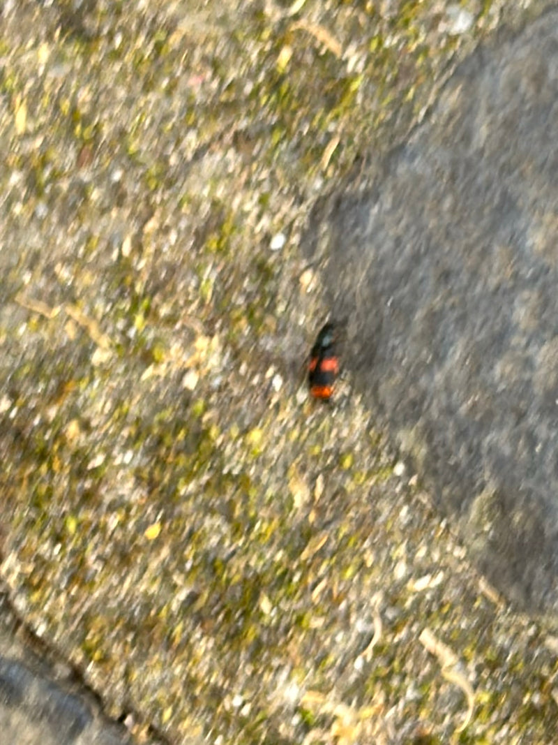 Fossoyeur commun — Bild 4
