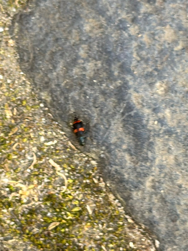 Fossoyeur commun — Bild 3