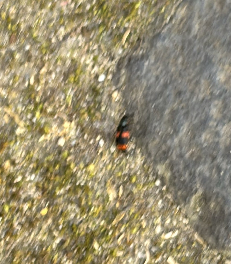 Fossoyeur commun — Bild 2