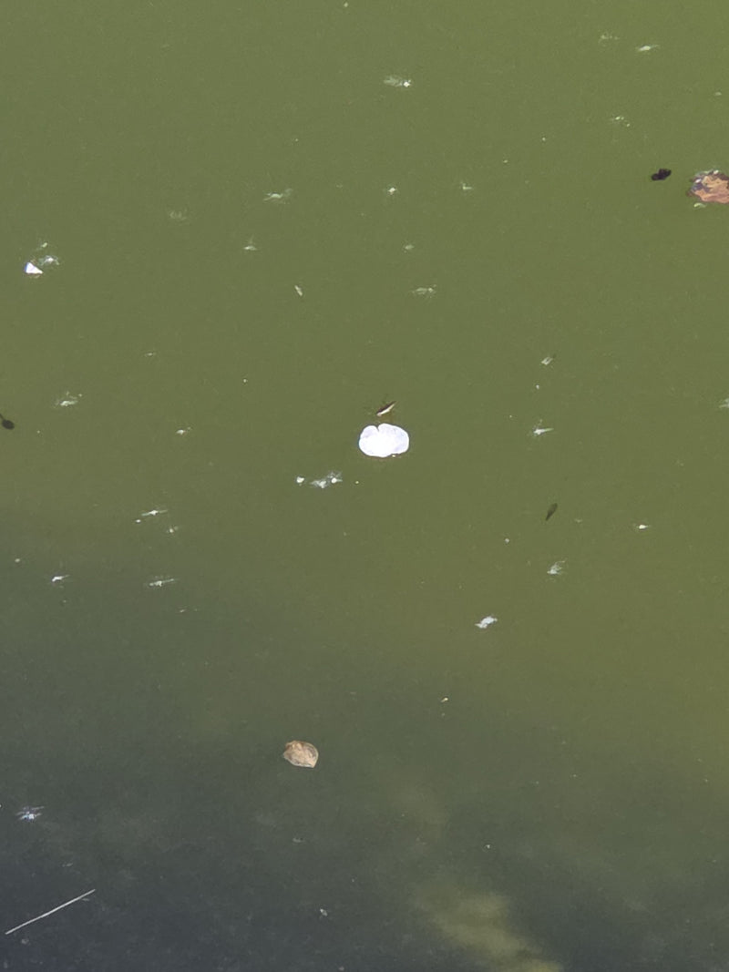 Marcheur d'eau commun — Bild 2