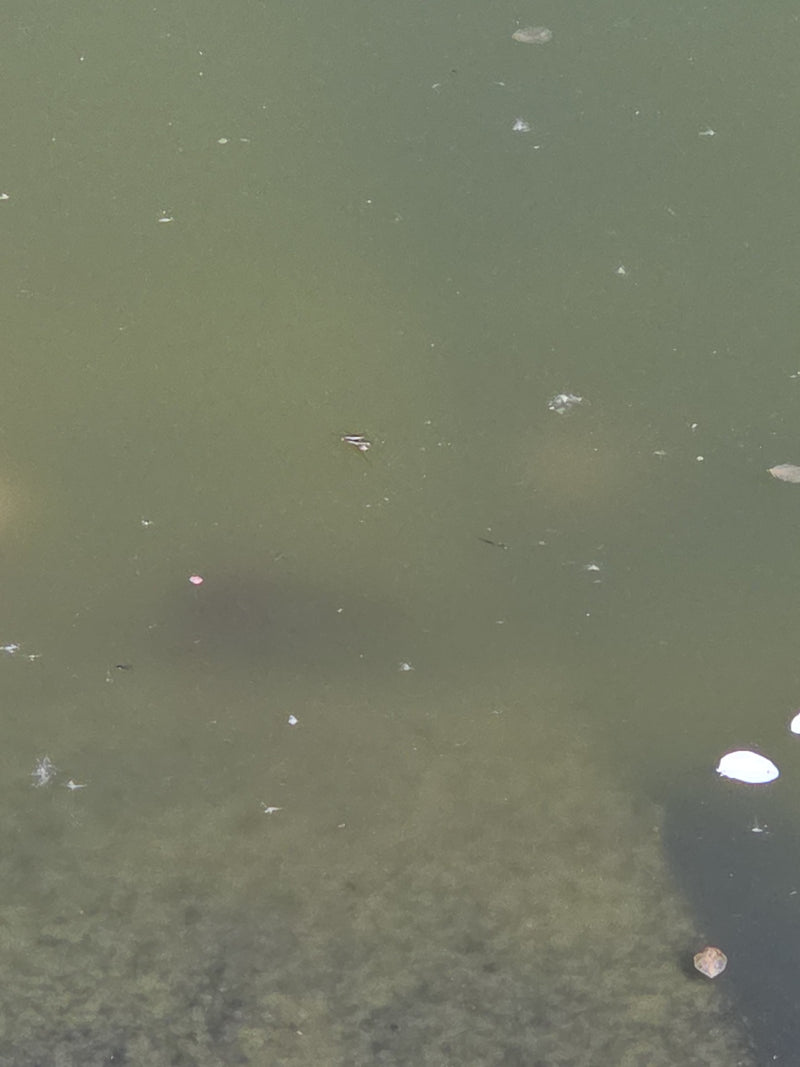 Marcheur d'eau commun — Bild 1