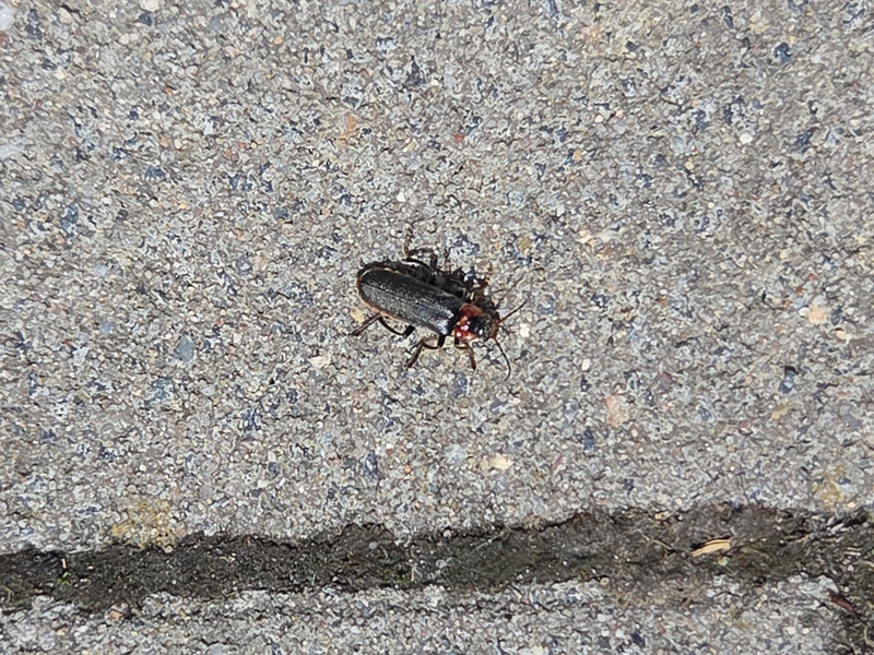 Un cantharide vissée est vu du dessus en train de marcher sur un sol en pierre grise. La coloration rougeâtre typique de la tête et du pronotum ainsi que les...