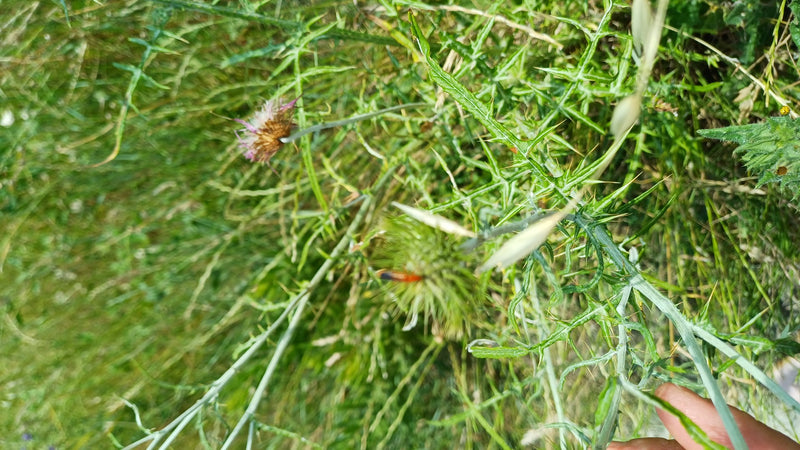 Un cantharide commun est posé sur un chardon vert dans un environnement de prairie. Le sujet est assez petit et peu net.