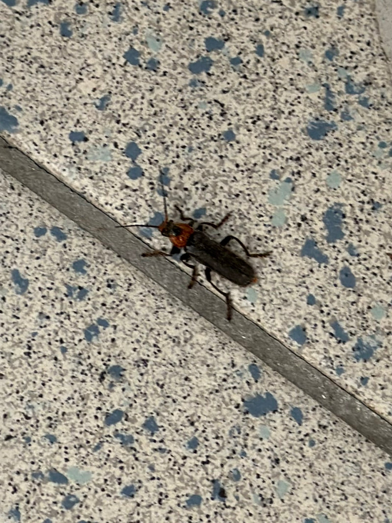 L'image montre un cantharide marbré posé sur un sol carrelé clair. L'insecte présente son pronotum rouge caractéristique et ses élytres sombres.