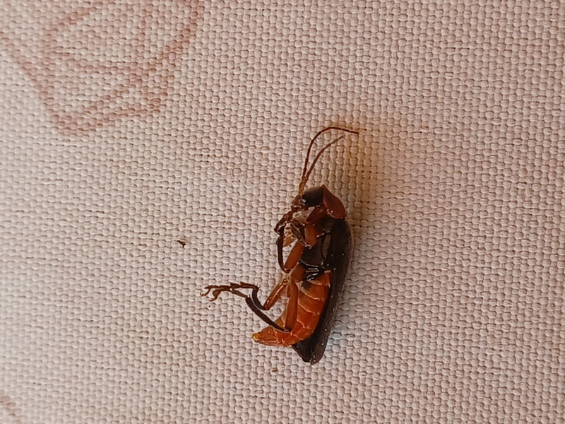 Un cantharide isabelle est étalé sur le dos sur un fond textile clair. L'insecte est bien visible.