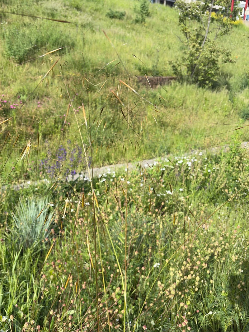 Lame de vent commune — Bild 1