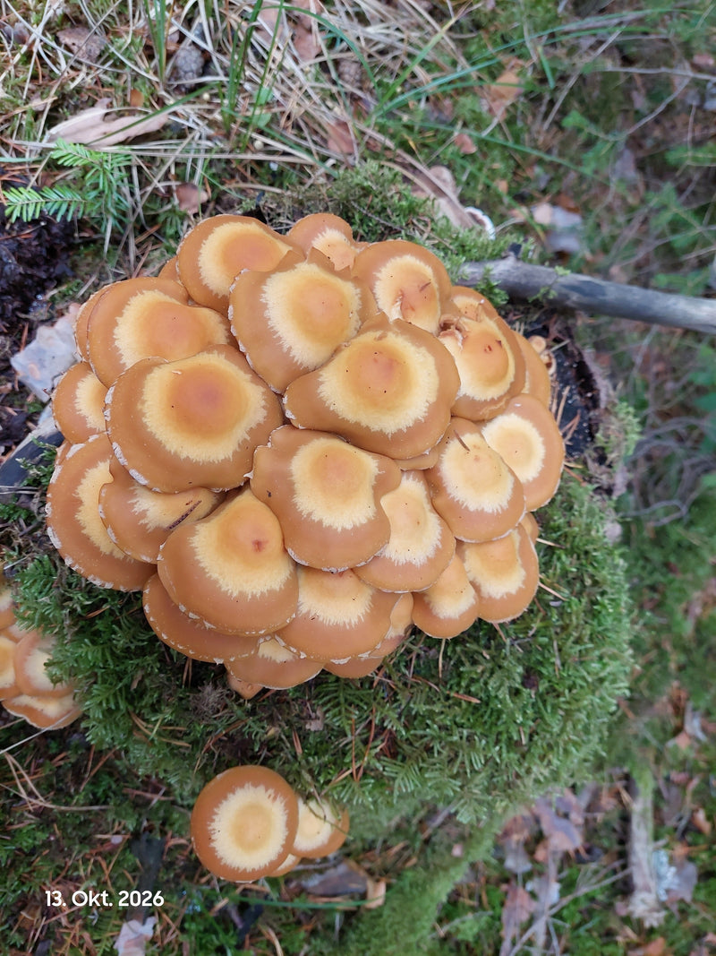 Une touffe dense de pholiotes changeantes pousse sur une souche couverte de mousse.