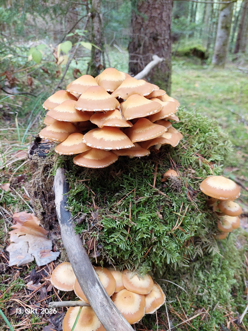 Une touffe dense de pholiotes changeantes pousse sur une souche moussue en forêt.