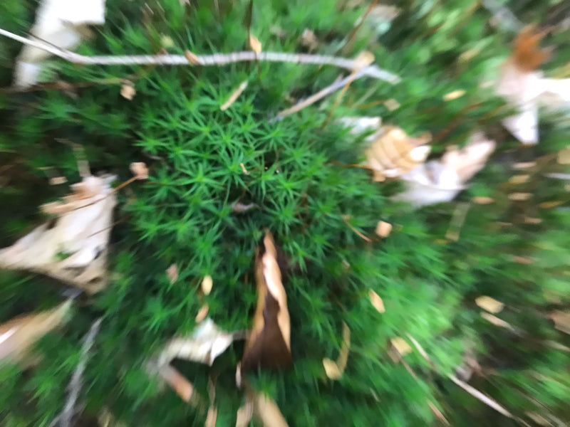 Widertonmoss commune — photo 3 sur 11