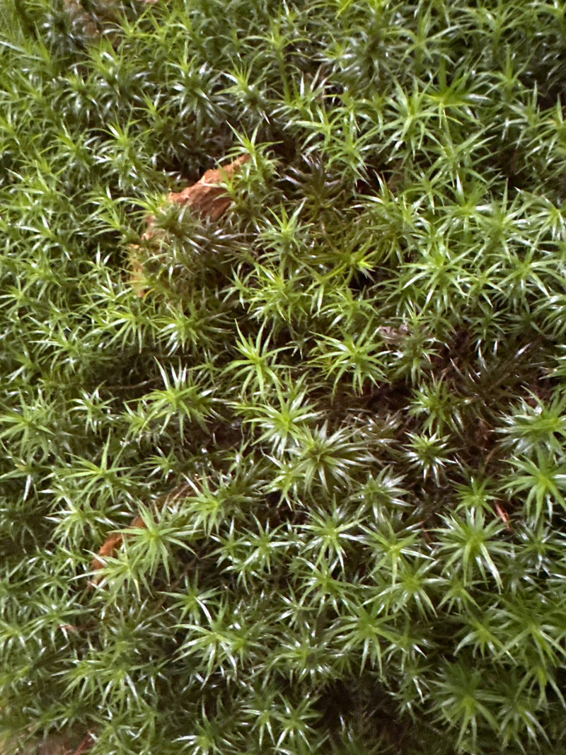 Un tapis dense de polytric commun pousse sur le sol forestier. Les feuilles pointues disposées en étoile sont visibles en détail.