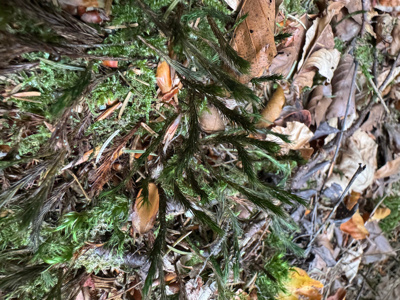 Des tiges vert foncé de polytric poussent sur le sol forestier parmi les feuilles mortes et la litière.