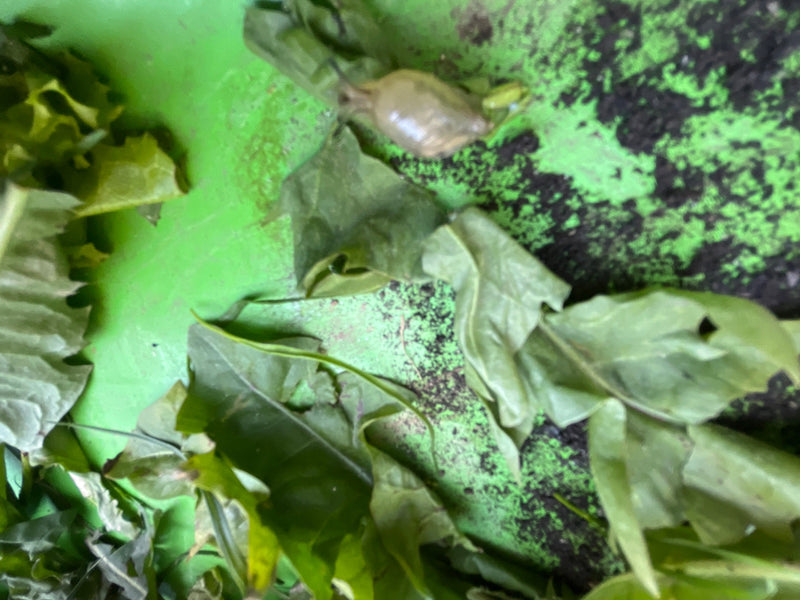 Escargot commun des champs — Bild 2