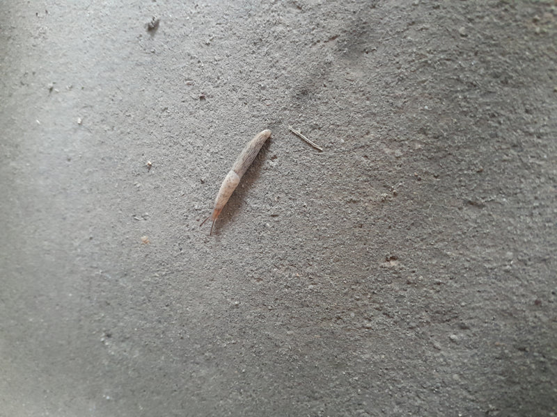 Une limace réticulée rampe lentement sur un sol en béton rugueux et gris. La photo montre l'animal par le dessus.