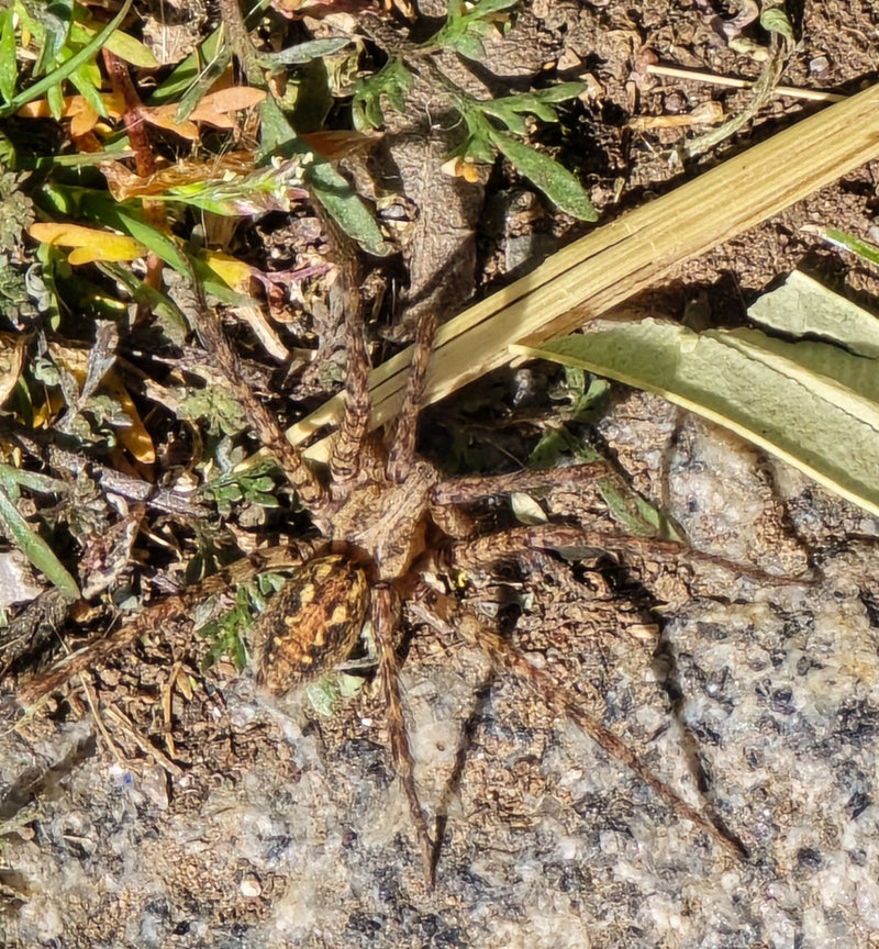 Araignée chasseuse à bords tranchants — Bild 1