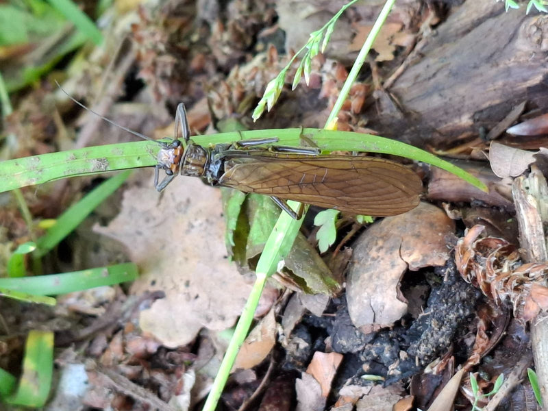 Grande mouche des pierres — Bild 2