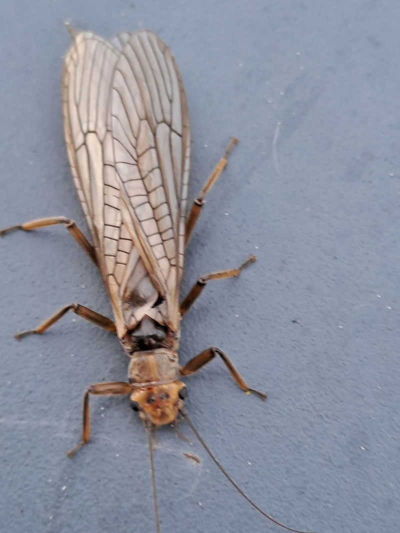 Grande mouche des pierres — Bild 1