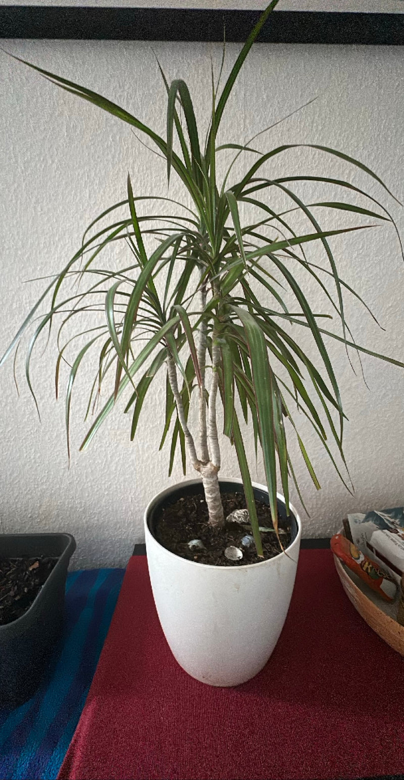 Dragonnier bordé — Bild 1