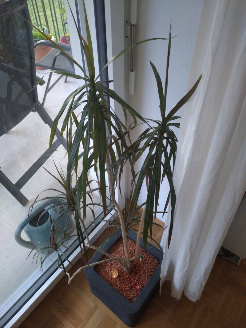 On voit un dragonnier de Madagascar dans un pot de fleurs carré devant une fenêtre. La plante possède plusieurs tiges ramifiées aux feuilles étroites et vert...