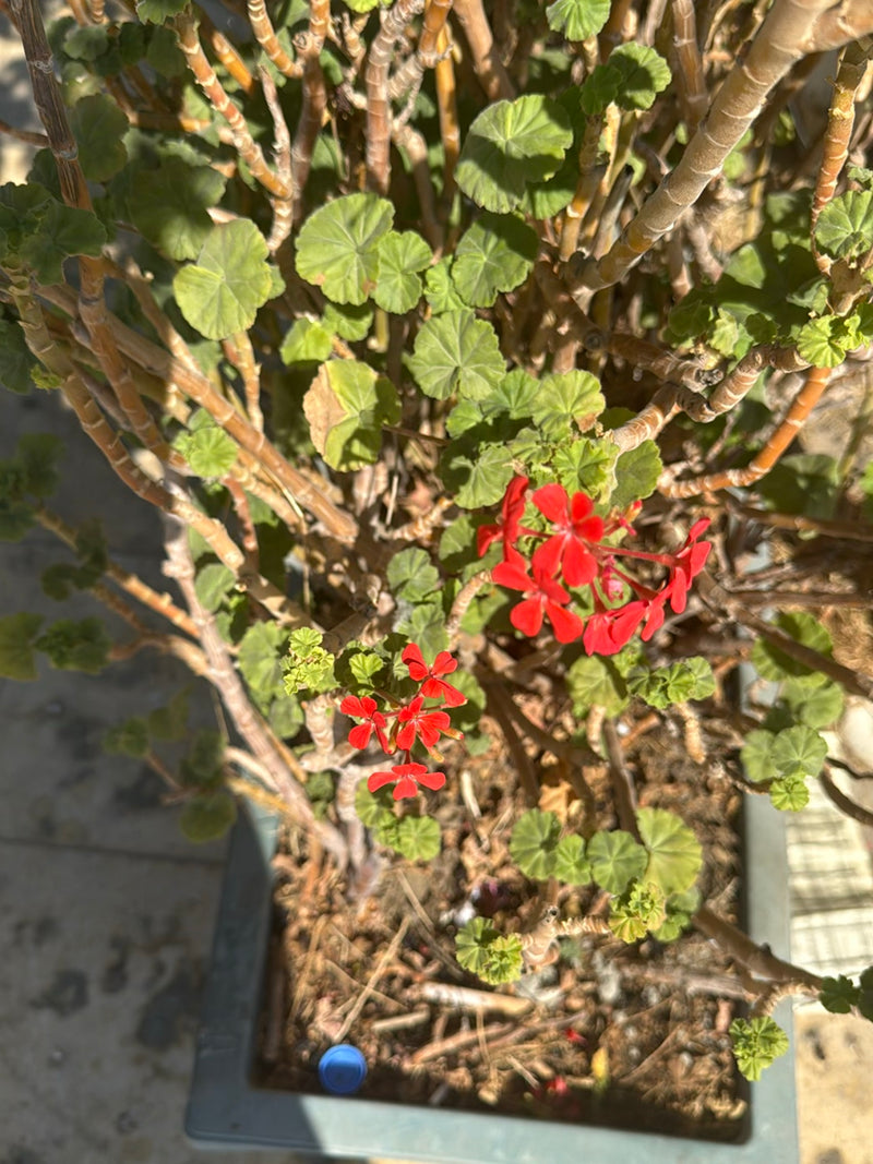 L'image montre un géranium dans un pot de fleurs. La plante présente ses feuilles rondes typiques et ses fleurs rouge vif.