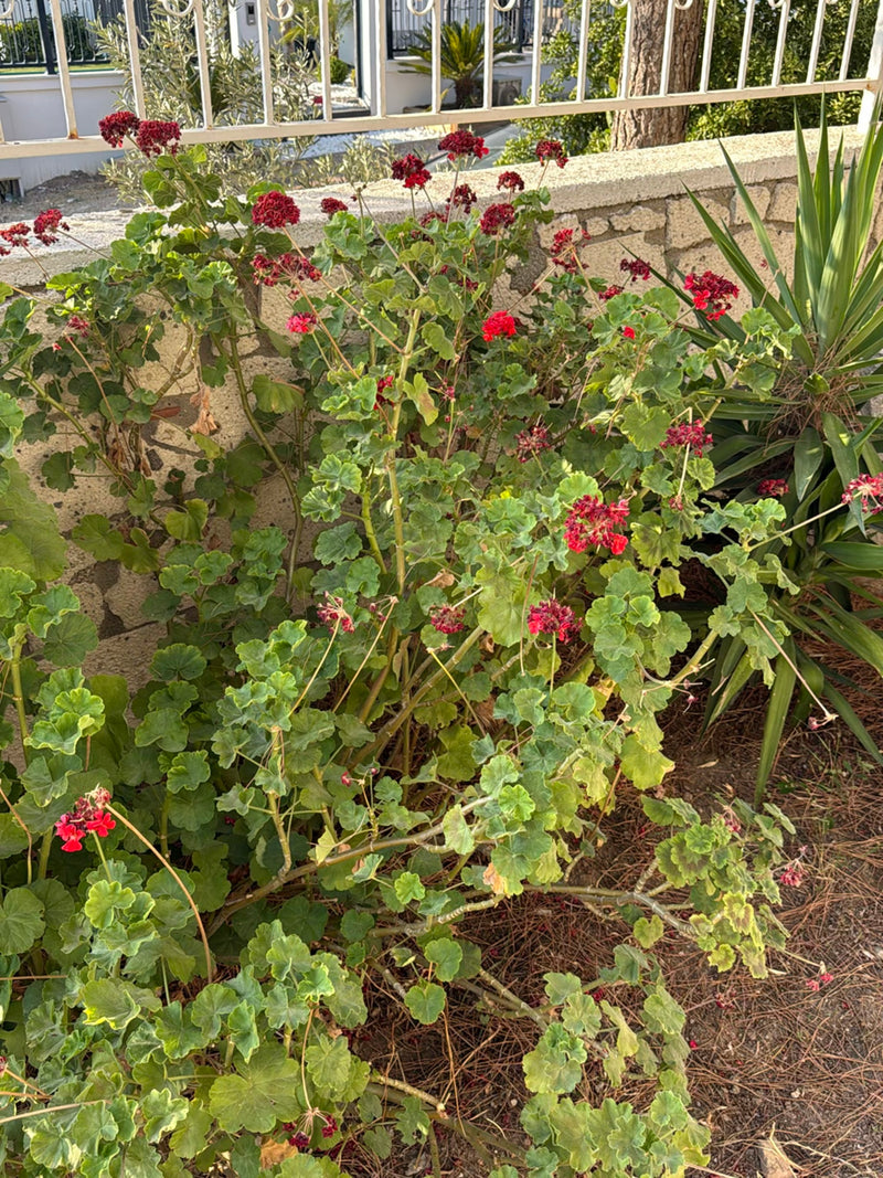 On peut voir un grand géranium avec de nombreuses feuilles rondes et des fleurs rouges. La plante pousse dans un jardin devant un mur de pierre.