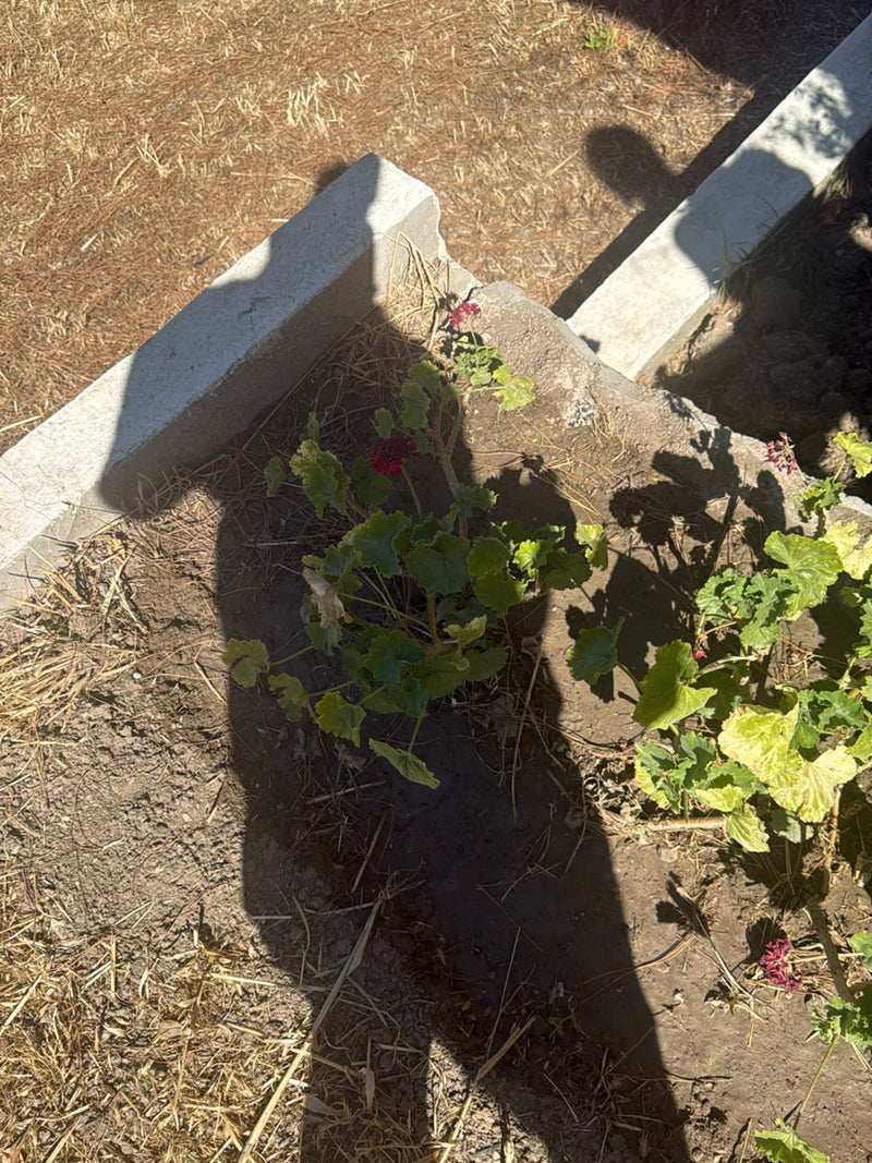 L'image montre un géranium aux feuilles vertes et aux fleurs rouges poussant dans un parterre. La photo montre la plante d'en haut dans une bordure en pierre.