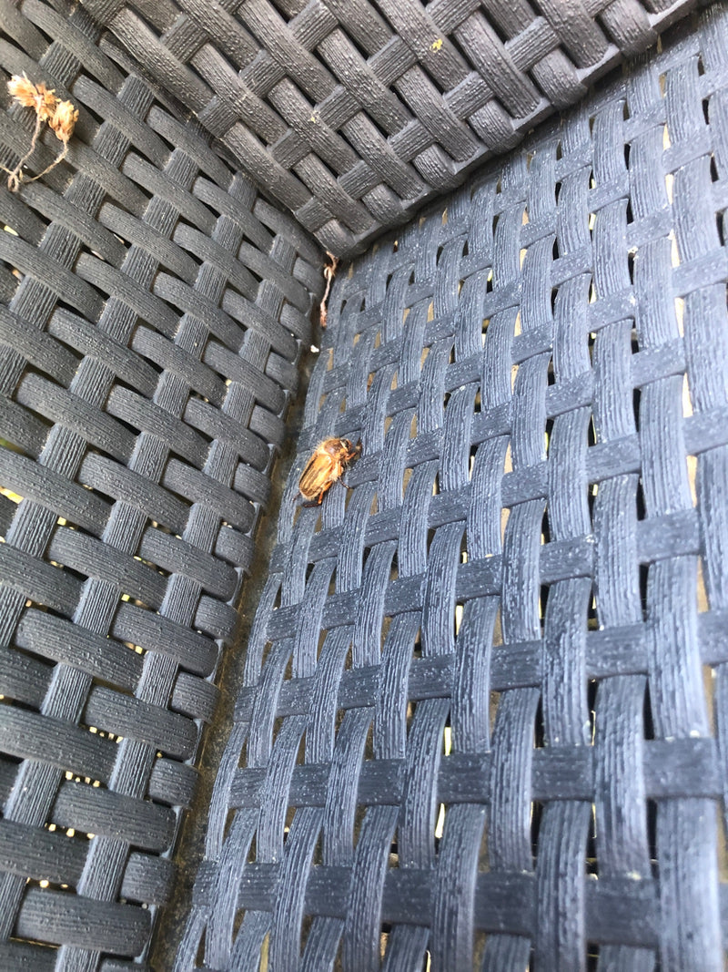 L'image montre un hanneton de la Saint-Jean posé sur une surface tressée sombre. L'insecte se repose sur ce matériau texturé.