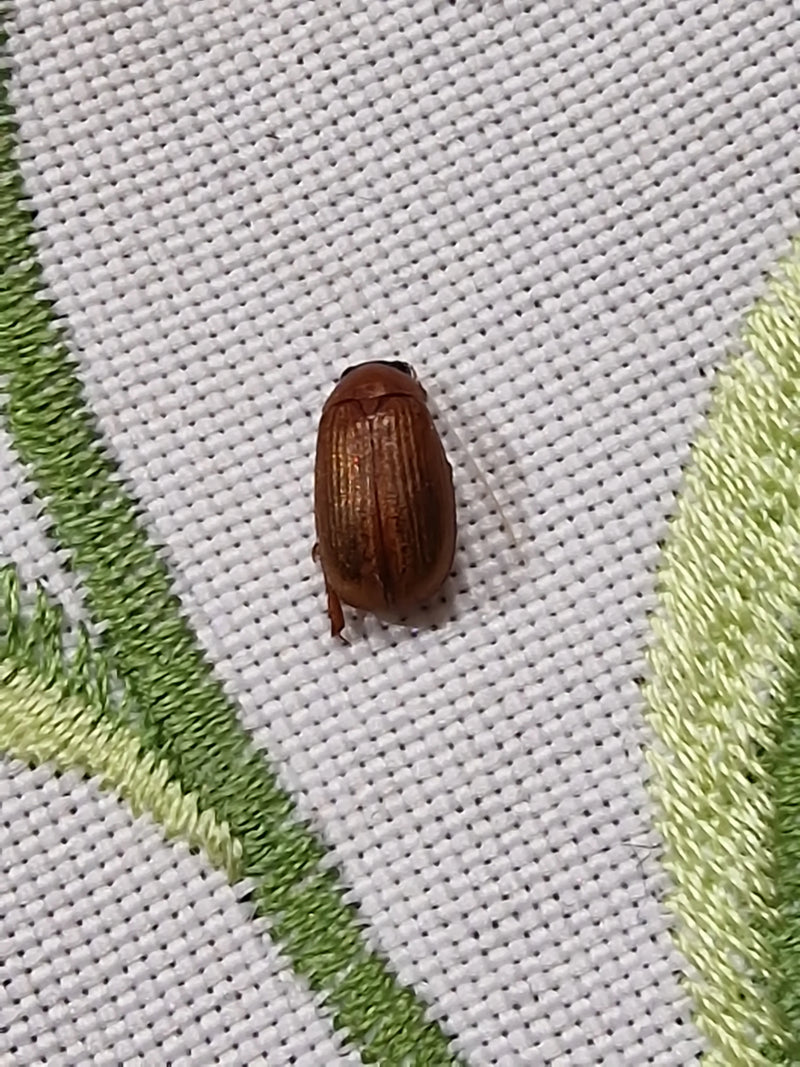 Un hanneton de la Saint-Jean brun repose sur un tissu textile brodé clair, vu de dessus.