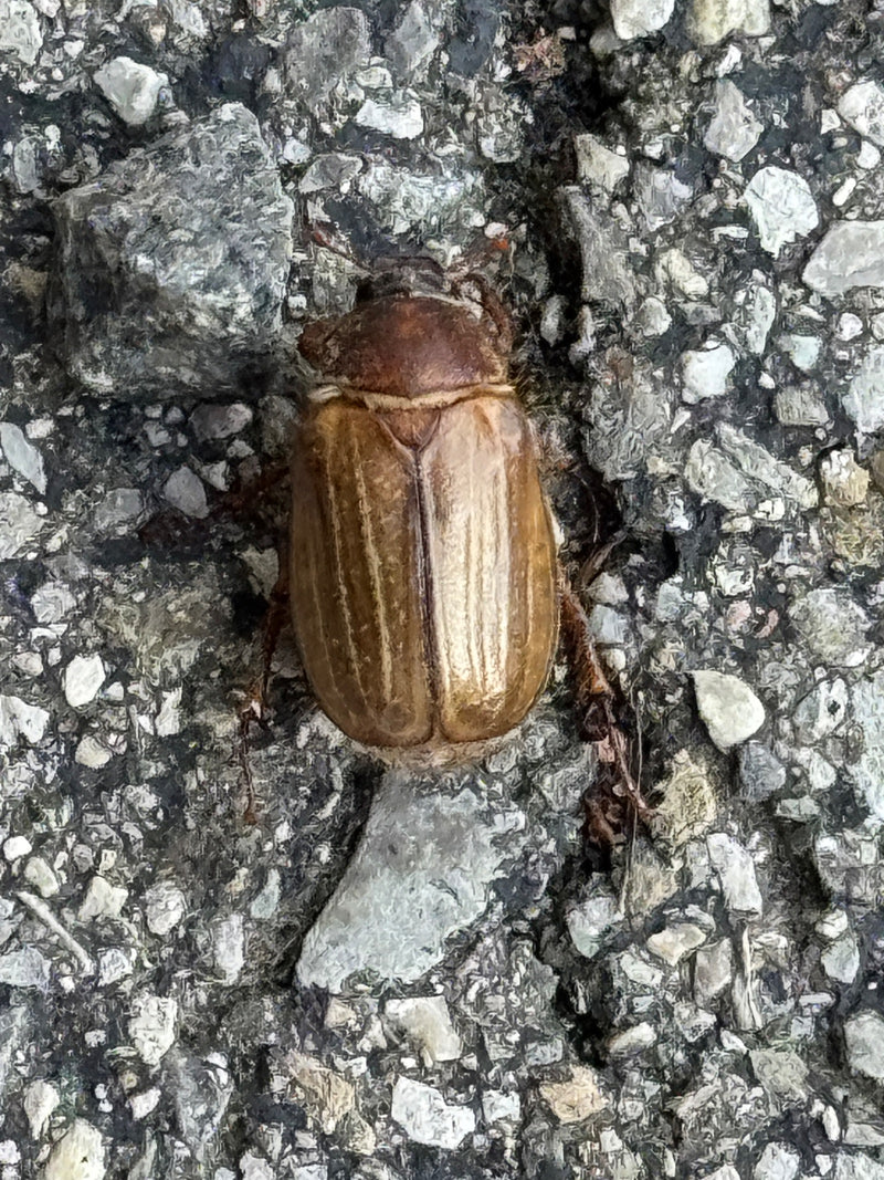 L'image montre un hanneton de la Saint-Jean vu du dessus sur un fond pierreux. L'insecte repose sur le sol.