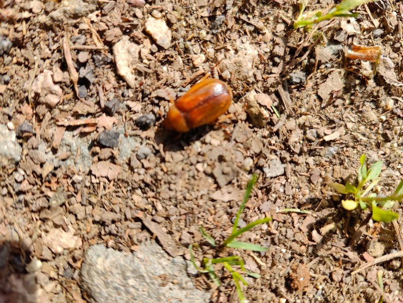Un hanneton de la Saint-Jean est posé sur le sol brun de la forêt. La vue du dessus montre l'insecte brun parmi de petites pierres et de la terre.