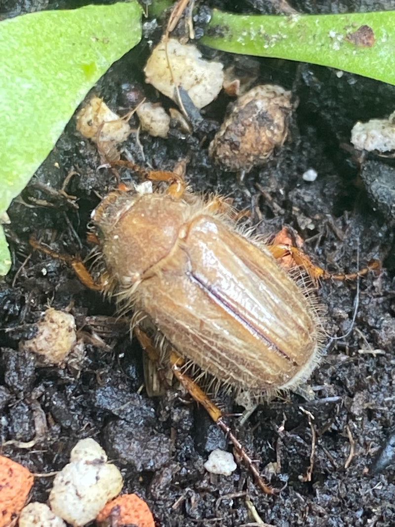 Un hanneton de la Saint-Jean est posé sur un sol sombre parmi des feuilles vertes. L'insecte poilu est bien visible.