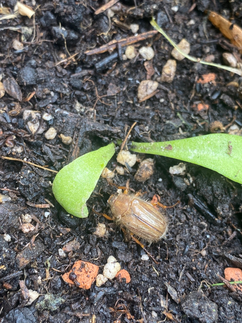 Un hanneton de la Saint-Jean brunâtre est assis sur de la terre sombre et humide, à côté de petits morceaux de plantes vertes. La vue du dessus montre l'inse...