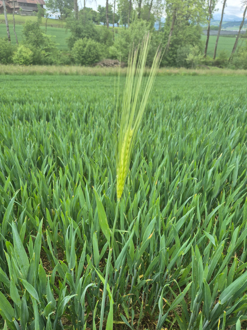 orge — Bild 1