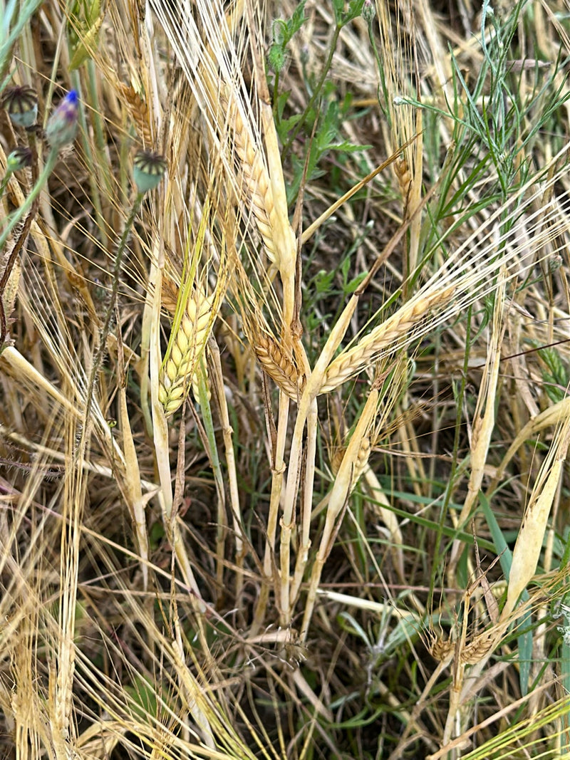 L'image montre des épis d'orge mûrs avec de longues arêtes dans un champ de céréales. Les tiges sont sèches et jaune doré.