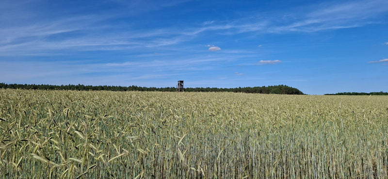 L'image montre un vaste champ de céréales sous un ciel bleu. Au loin, un unique mirador se dresse à l'orée de la forêt.