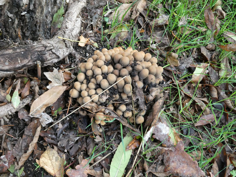 Une touffe dense de jeunes coprins disséminés pousse sur le sol forestier parmi des feuilles mortes près d'une racine d'arbre.