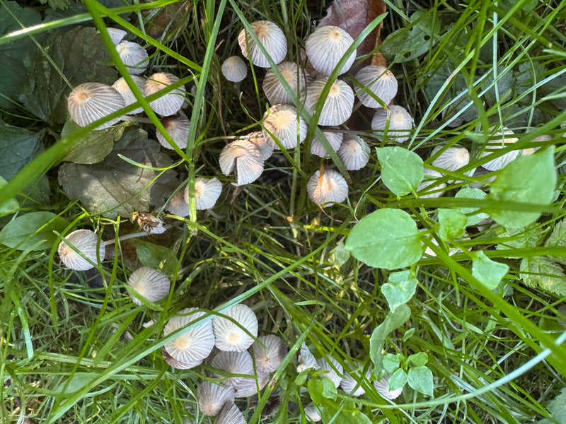 De nombreux petits carpophores de coprin disséminé poussent en touffes serrées dans l'herbe verte. Les chapeaux cloches et sillonnés forment une grande colon...