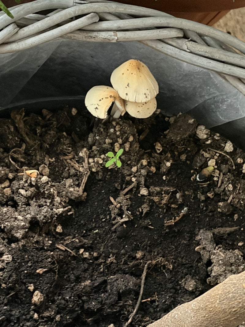 Plusieurs petits carpophores de coprin semé poussent sur du terreau sombre dans un pot. Les chapeaux clairs sont en forme de cloche et légèrement tachetés.