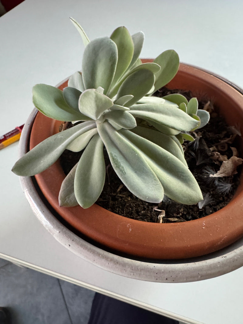 Plante fantôme — Bild 1