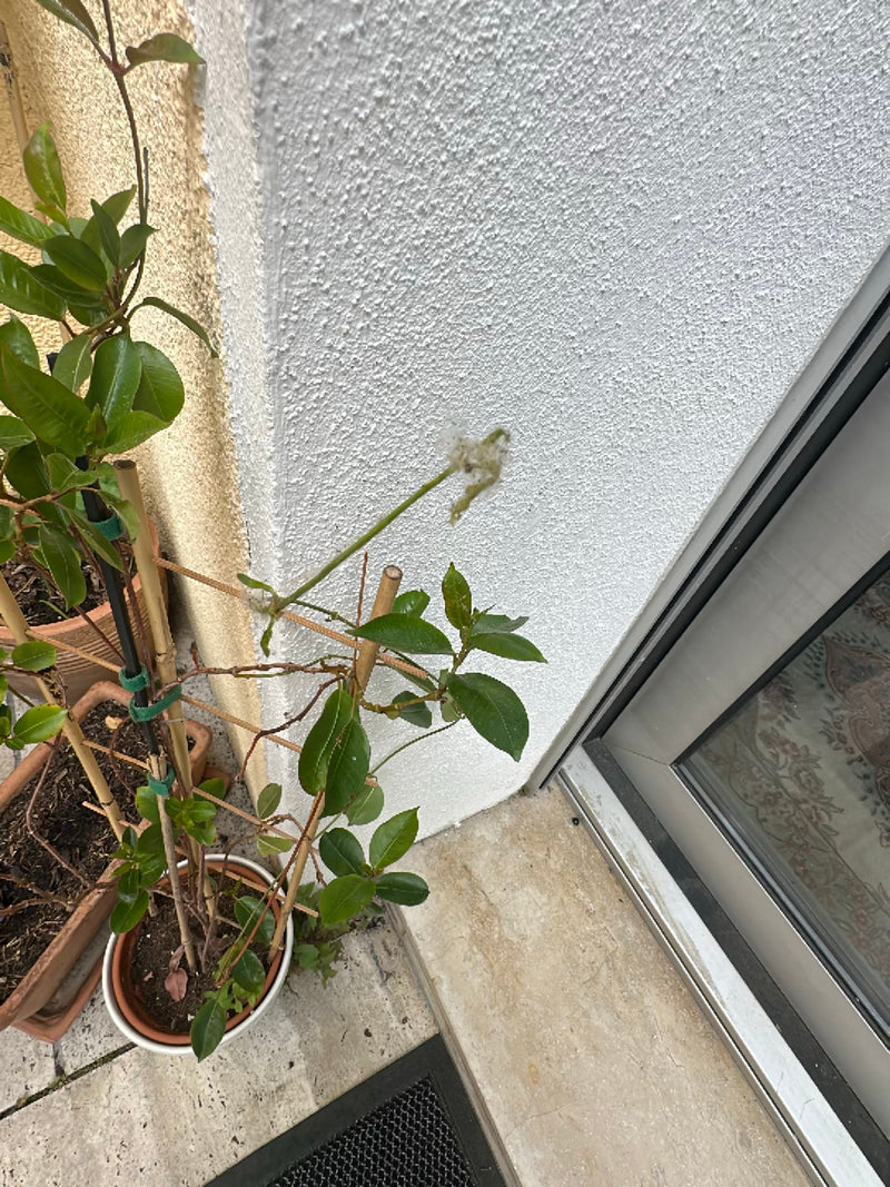 Toiles de papillons de nuit — Bild 4