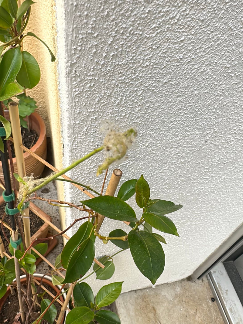 Toiles de papillons de nuit — Bild 2