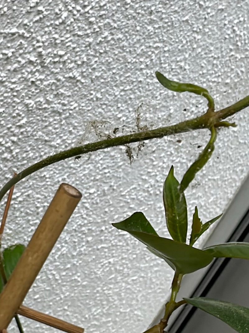 Toiles de papillons de nuit — Bild 1