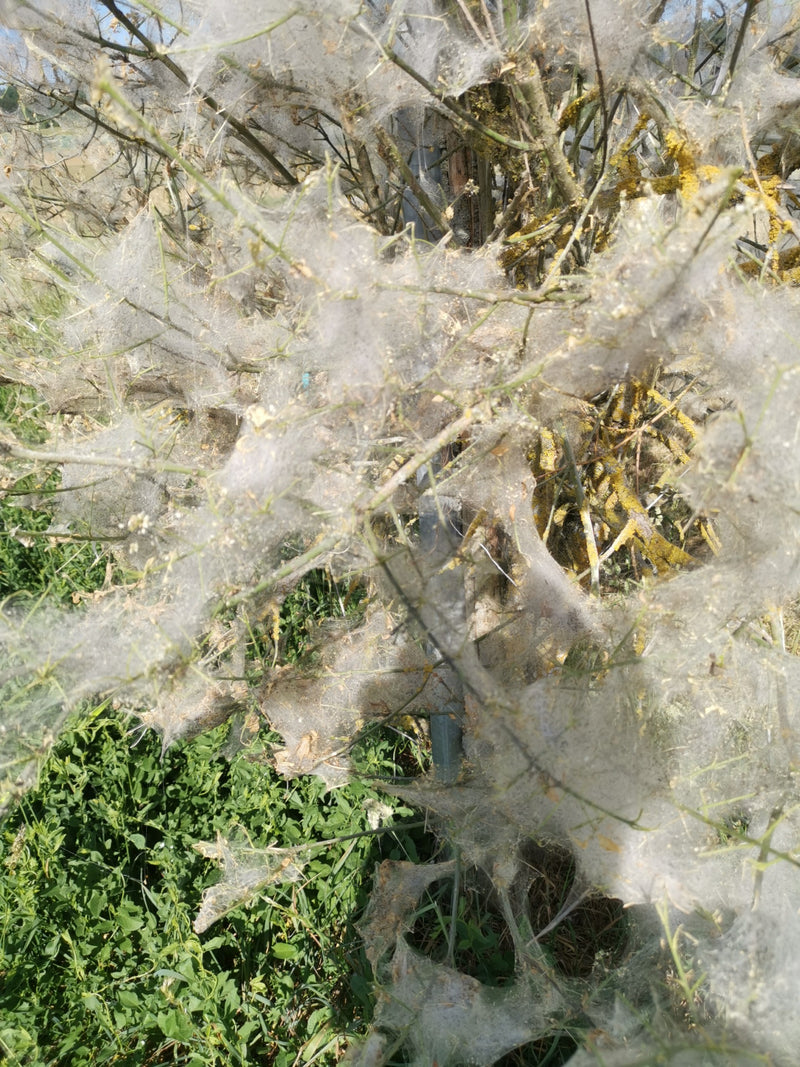 Toiles de papillons de nuit — Bild 3