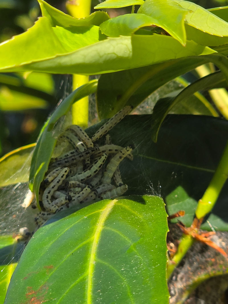 Papillon Web (genre) — Bild 1