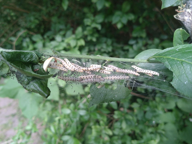Papillon Web (genre) — photo 5 sur 12