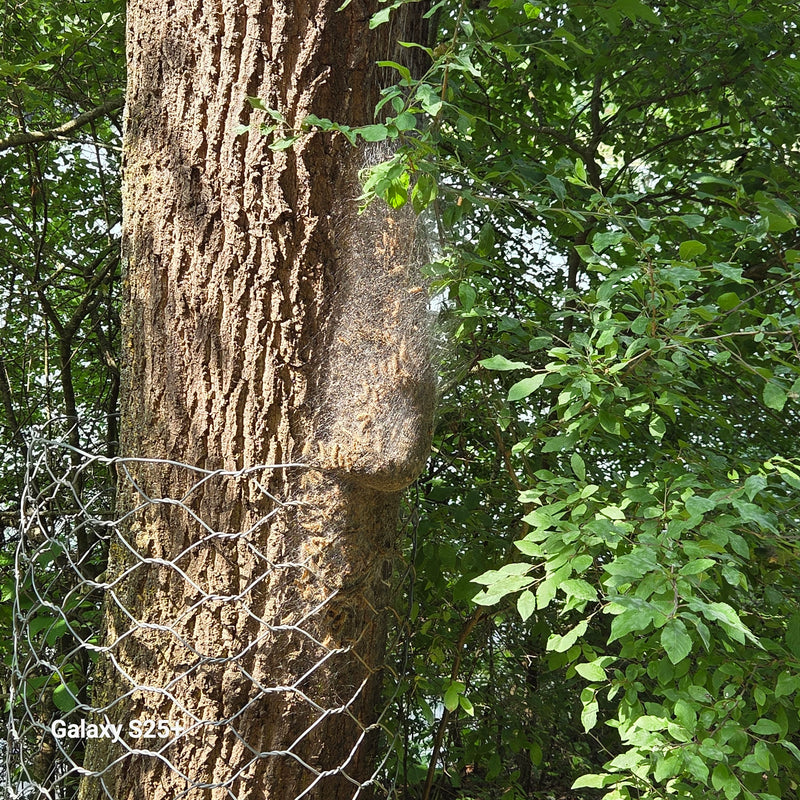 Papillon Web (genre) — photo 1 sur 12