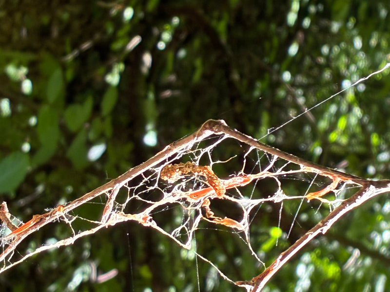 Papillon Web (genre) — photo 2 sur 12