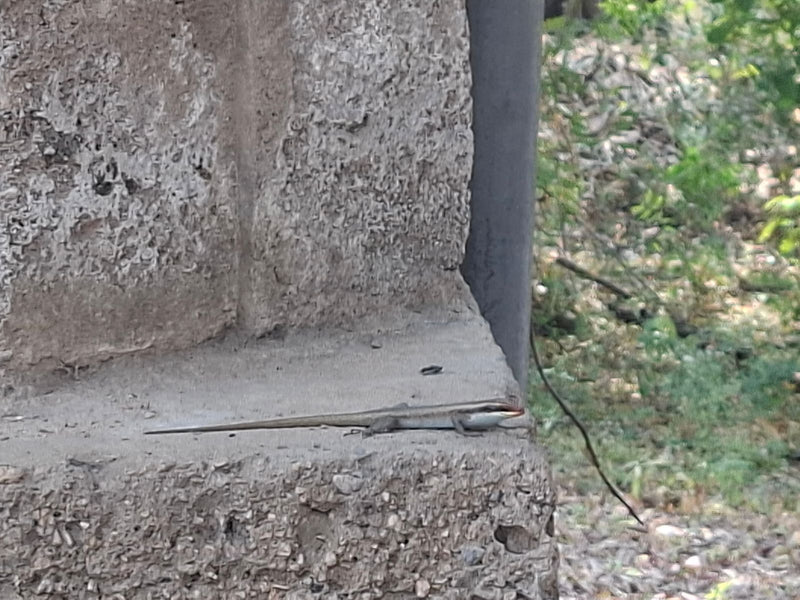 Gestreifter Skink — photo 1 sur 1