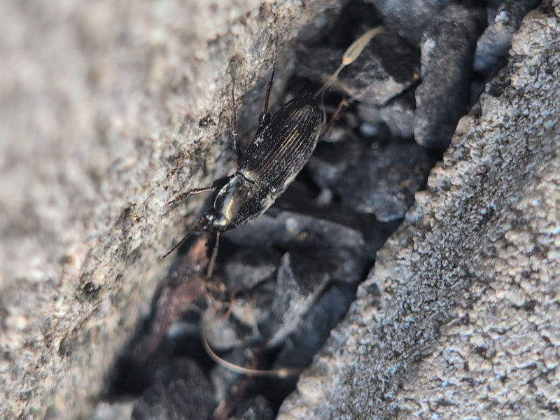 Coléoptère des céréales — Bild 3