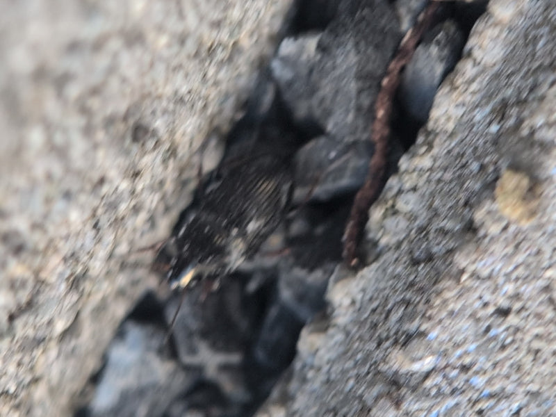 Coléoptère des céréales — Bild 1